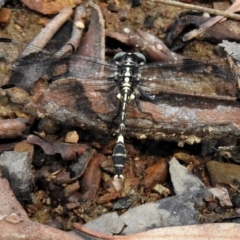 Austroepigomphus praeruptus (Twin-spot Hunter) at Forde, ACT - 27 Jan 2019 by JohnBundock