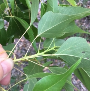 Brachychiton populneus subsp. populneus at Red Hill, ACT - 27 Jan 2019