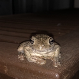 Litoria peronii at Watson, ACT - 27 Jan 2019 09:02 PM