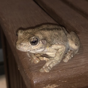 Litoria peronii at Watson, ACT - 27 Jan 2019 09:02 PM