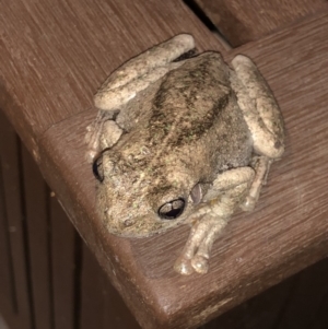 Litoria peronii at Watson, ACT - 27 Jan 2019 09:02 PM