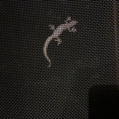 Christinus marmoratus (Southern Marbled Gecko) at Hackett, ACT - 27 Jan 2019 by Fefifofum