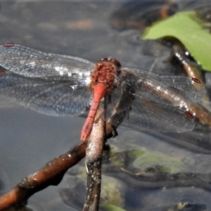 Diplacodes bipunctata at Forde, ACT - 27 Jan 2019