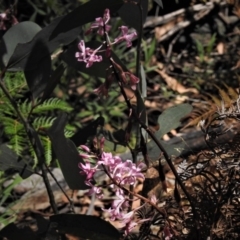 Dipodium roseum (Rosy Hyacinth Orchid) at Cotter River, ACT - 25 Jan 2019 by JohnBundock