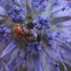 Lasioglossum (Chilalictus) hemichalceum (Halictid Bee) at Gundaroo, NSW - 25 Jan 2019 by MaartjeSevenster