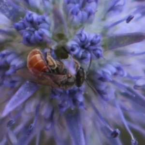 Lasioglossum (Chilalictus) hemichalceum at Gundaroo, NSW - 26 Jan 2019 07:50 AM