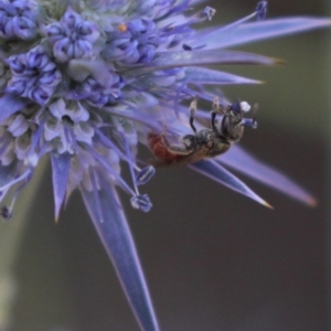 Lasioglossum (Chilalictus) hemichalceum at Gundaroo, NSW - 26 Jan 2019 07:50 AM