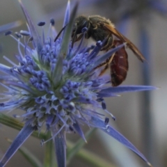 Lasioglossum (Parasphecodes) sp. (genus & subgenus) at Gundaroo, NSW - 26 Jan 2019 07:52 AM