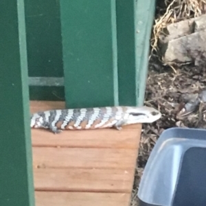 Tiliqua scincoides scincoides at Theodore, ACT - 26 Jan 2019