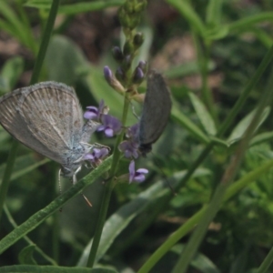 Zizina otis at Gundaroo, NSW - 27 Jan 2019