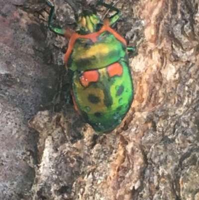 Scutiphora pedicellata (Metallic Jewel Bug) at Theodore, ACT - 26 Jan 2019 by Cardy