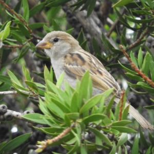 Passer domesticus at Kambah, ACT - 27 Jan 2019