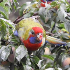 Platycercus elegans (Crimson Rosella) at Kambah, ACT - 27 Jan 2019 by MatthewFrawley