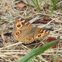 Junonia villida (Meadow Argus) at Kambah, ACT - 27 Jan 2019 by MatthewFrawley