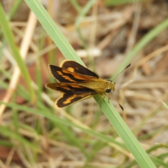 Ocybadistes walkeri (Green Grass-dart) at Kambah, ACT - 27 Jan 2019 by MatthewFrawley