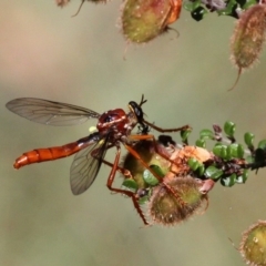 Humerolethalis sergius (Robber fly) at Cotter River, ACT - 11 Jan 2019 by HarveyPerkins