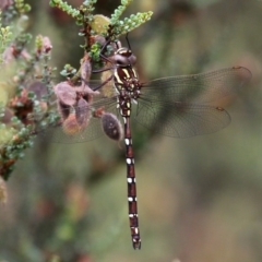 Austroaeschna pulchra (Forest Darner) at Cotter River, ACT - 11 Jan 2019 by HarveyPerkins