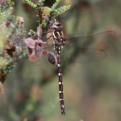 Austroaeschna pulchra (Forest Darner) at Cotter River, ACT - 11 Jan 2019 by HarveyPerkins