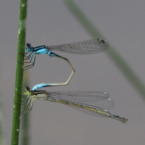 Ischnura heterosticta at Amaroo, ACT - 27 Jan 2019