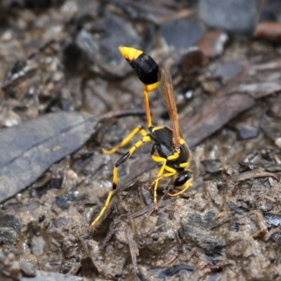Sceliphron laetum (Common mud dauber wasp) at Amaroo, ACT - 26 Jan 2019 by HarveyPerkins