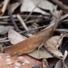 Goniaea australasiae (Gumleaf grasshopper) at Amaroo, ACT - 27 Jan 2019 by HarveyPerkins