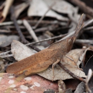 Goniaea australasiae at Amaroo, ACT - 27 Jan 2019