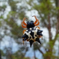 Austracantha minax (Christmas Spider, Jewel Spider) at Amaroo, ACT - 26 Jan 2019 by HarveyPerkins