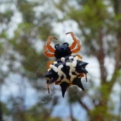 Austracantha minax (Christmas Spider, Jewel Spider) at Mulligans Flat - 26 Jan 2019 by HarveyPerkins