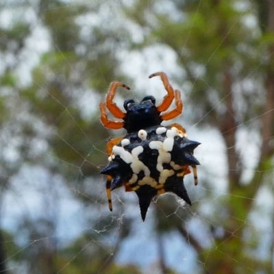 Austracantha minax (Christmas Spider, Jewel Spider) at Amaroo, ACT - 27 Jan 2019 by HarveyPerkins