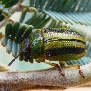 Calomela vittata at Amaroo, ACT - 27 Jan 2019