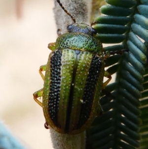 Calomela vittata at Amaroo, ACT - 27 Jan 2019