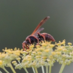 Polistes (Gyrostoma) erythrinus (Red paper wasp) at Paddys River, ACT - 16 Jan 2019 by michaelb