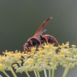 Polistes (Gyrostoma) erythrinus at Paddys River, ACT - 16 Jan 2019