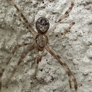 Cryptachaea gigantipes at Monash, ACT - 1 Feb 2019