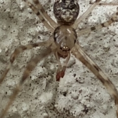 Cryptachaea gigantipes at Monash, ACT - 1 Feb 2019