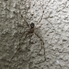 Cryptachaea gigantipes at Monash, ACT - 1 Feb 2019