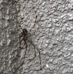 Cryptachaea gigantipes at Monash, ACT - 1 Feb 2019