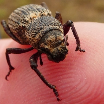 Cubicorhynchus sp. (genus) (Ground weevil) at Amaroo, ACT - 27 Jan 2019 by HarveyPerkins