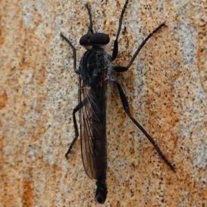 Cerdistus exilis at Amaroo, ACT - 27 Jan 2019 11:12 AM