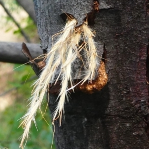 Isodontia sp. (genus) at Forde, ACT - 27 Jan 2019 02:33 PM