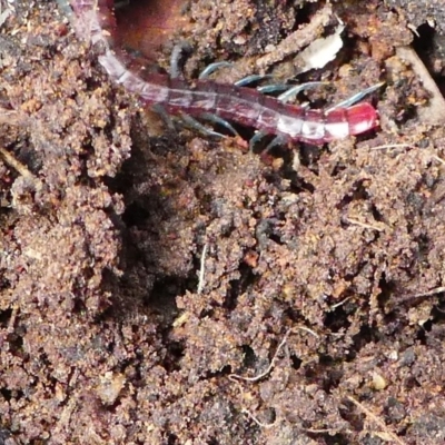 Scolopendromorpha (order) (A centipede) at Mulligans Flat - 27 Jan 2019 by HarveyPerkins