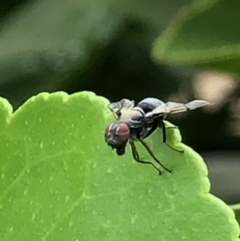 Pogonortalis doclea (Boatman fly) at Monash, ACT - 28 Jan 2019 by jackQ