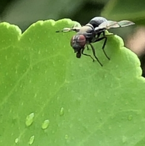 Pogonortalis doclea at Monash, ACT - 28 Jan 2019