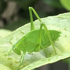 Caedicia simplex (Common Garden Katydid) at Monash, ACT - 28 Jan 2019 by jackQ