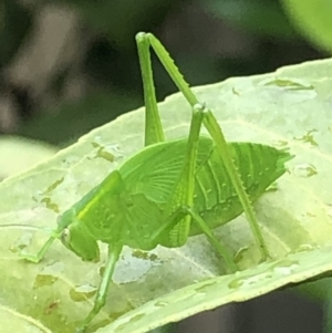 Caedicia simplex at Monash, ACT - 28 Jan 2019 01:22 PM