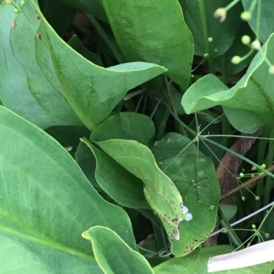 Alisma plantago-aquatica (Water Plantain) at Watson, ACT - 27 Jan 2019 by JaneR