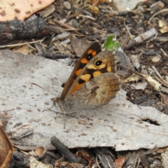 Geitoneura klugii (Marbled Xenica) at Booth, ACT - 26 Jan 2019 by MatthewFrawley