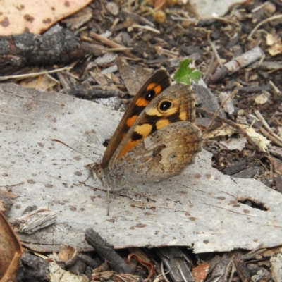 Geitoneura klugii (Marbled Xenica) at Booth, ACT - 27 Jan 2019 by MatthewFrawley