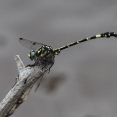 Austroepigomphus praeruptus (Twin-spot Hunter) at Forde, ACT by HarveyPerkins