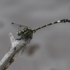 Austroepigomphus praeruptus (Twin-spot Hunter) at Forde, ACT - 27 Jan 2019 by HarveyPerkins